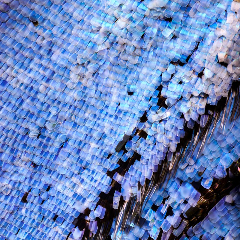 Butterfly scales that inspire Metalmark materials science